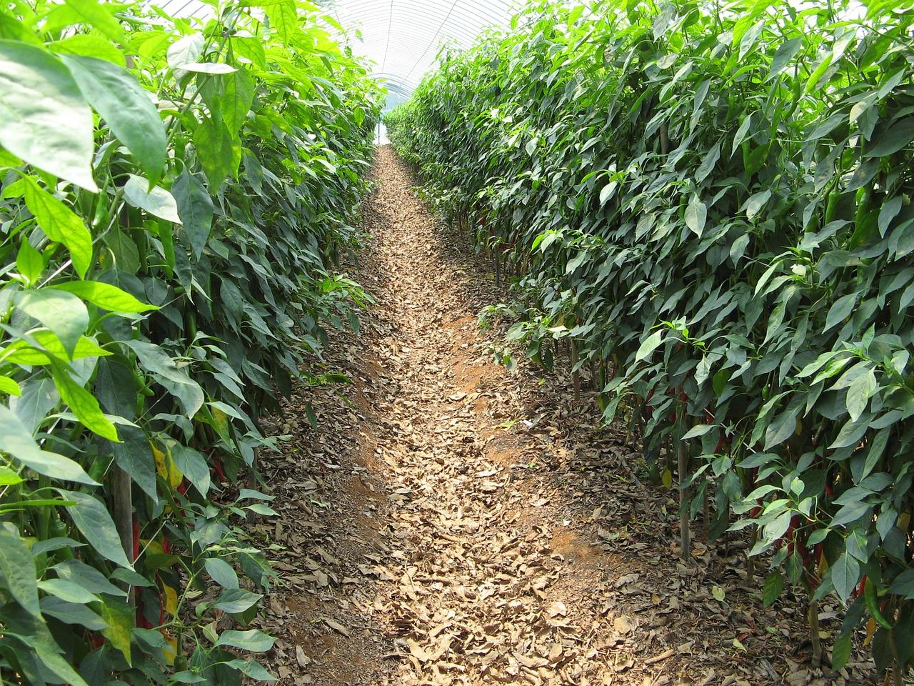 4. 土壤酸碱调整