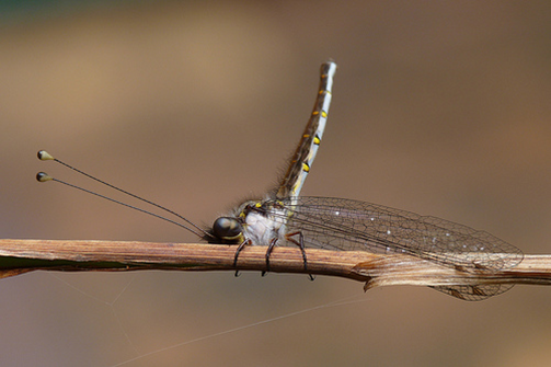 请问这长长触角的是什么蜻蜓? - 知乎