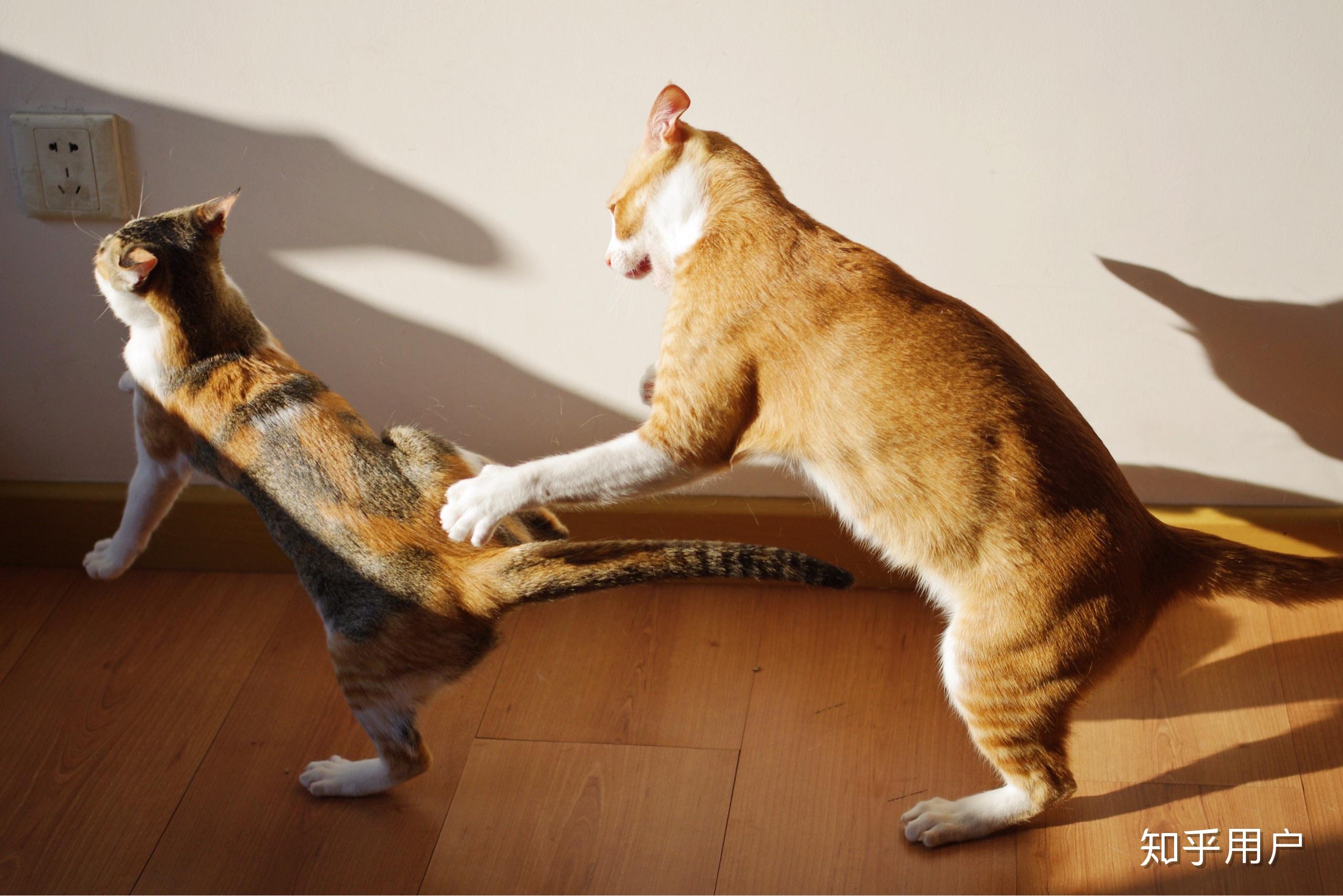 如何判断两只猫是真打架还是假打架