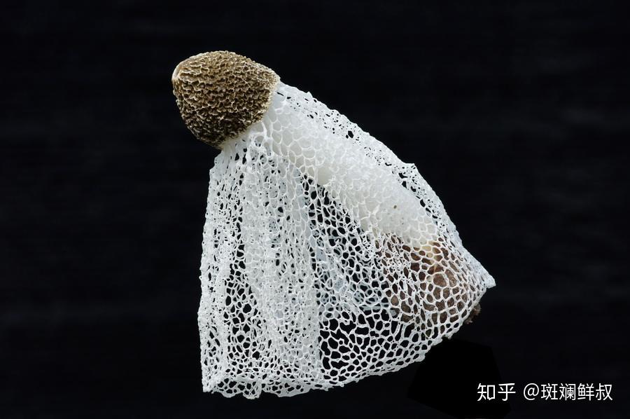 【竹荪推荐吃法】最美鲜汤的灵魂——竹荪 - 知乎