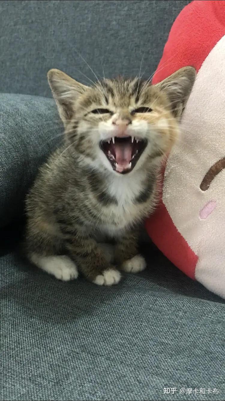 新猫已经来了一周了,老猫看见了还是一直哈气,怎么办? - 知乎