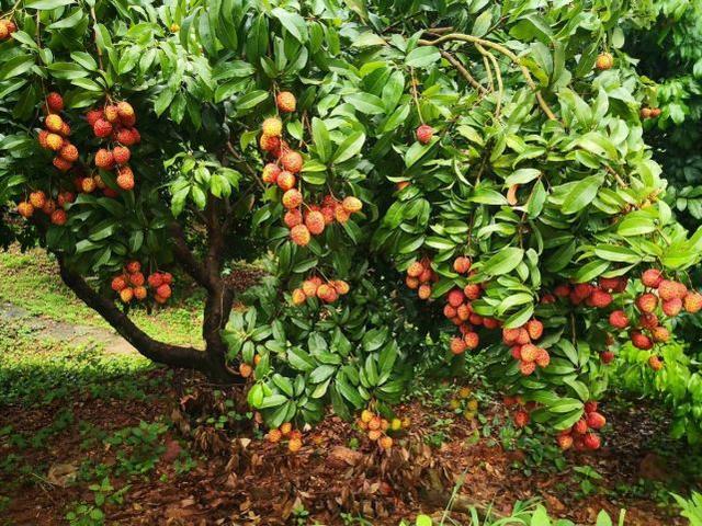 被称为“岭南菌王”，白蚁窝边的荔枝菌，一斤卖400元，凭什么？ - 知乎