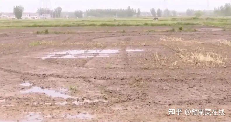 曝养猪巨头排污致大面积小麦绝收!多次因污染被罚! - 知乎