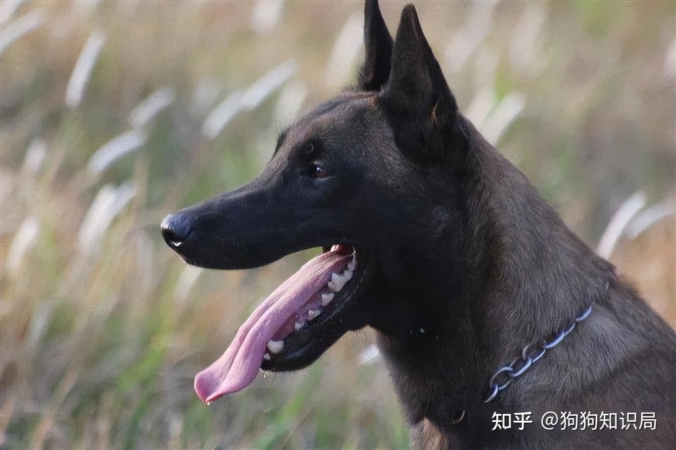 马犬颜色这么多,为何黑马犬比其他颜色贵?答案在这里 - 知乎