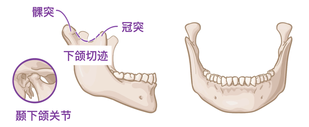 人体解剖学基础:颅骨 - 知乎