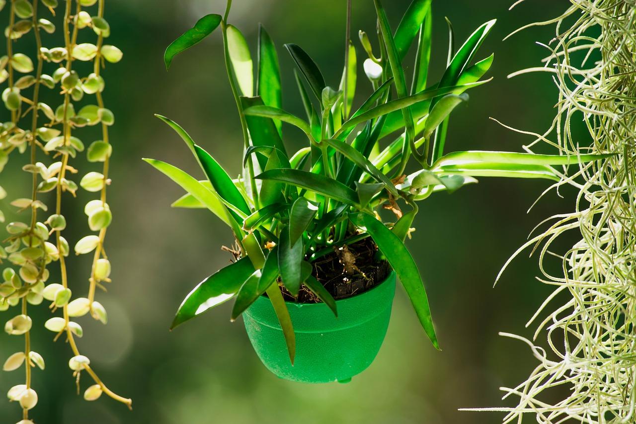 紫鸭跖草如何开花