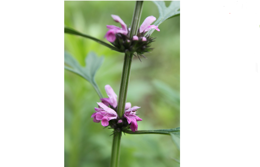 轮伞花序是什么