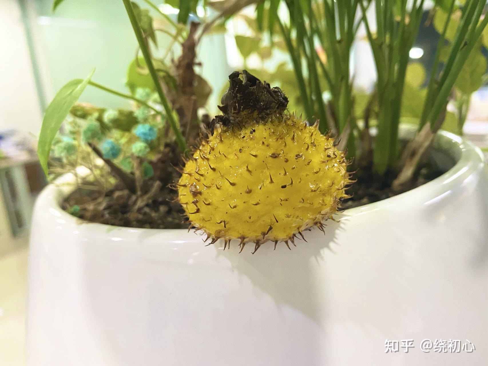 刺梨是水果界维C之王,但你知道吃它的这几大禁忌吗? - 知乎