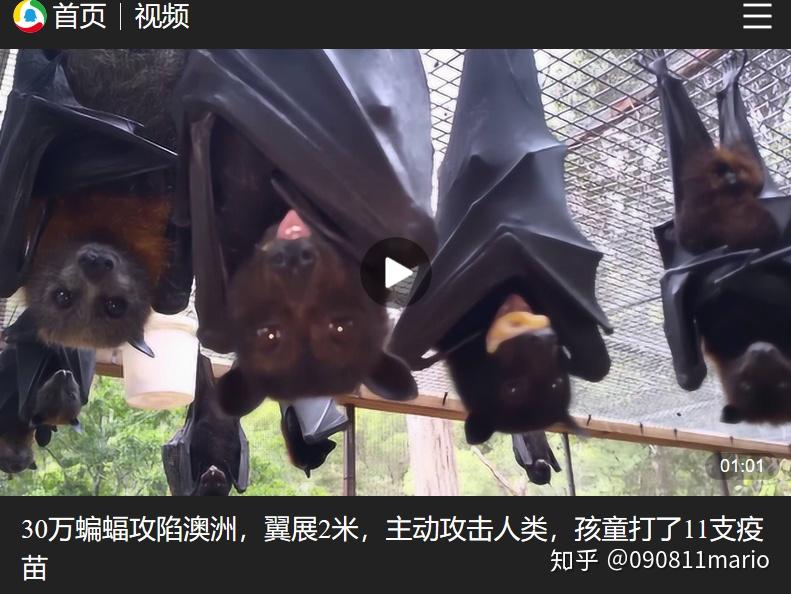 60万只蝙蝠「袭击澳大利亚」,澳大利亚会出现新的疫情吗? - 知乎