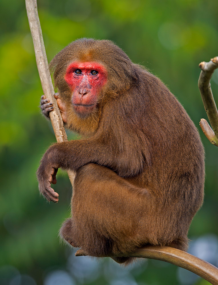 东北亚某些人种的小眼睛是如何进化出来的? - 知乎