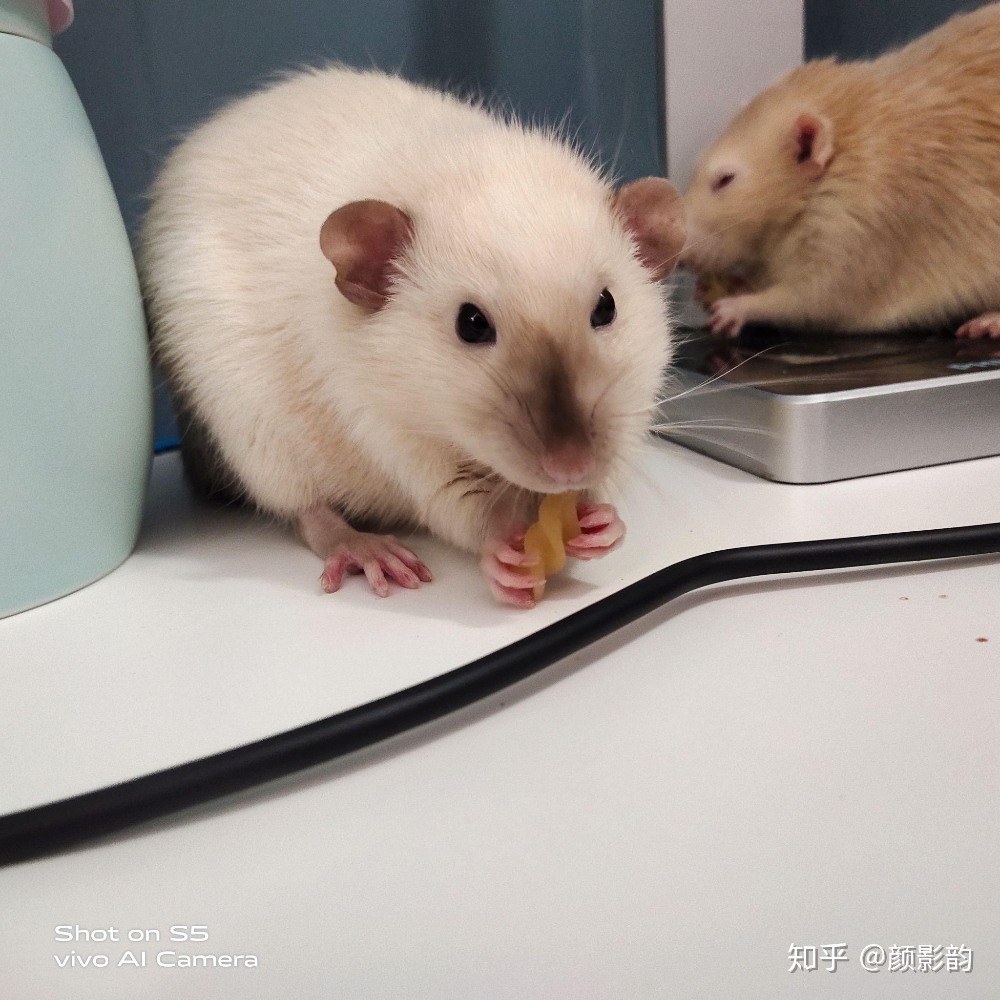 花枝鼠怎么养最好? - 知乎