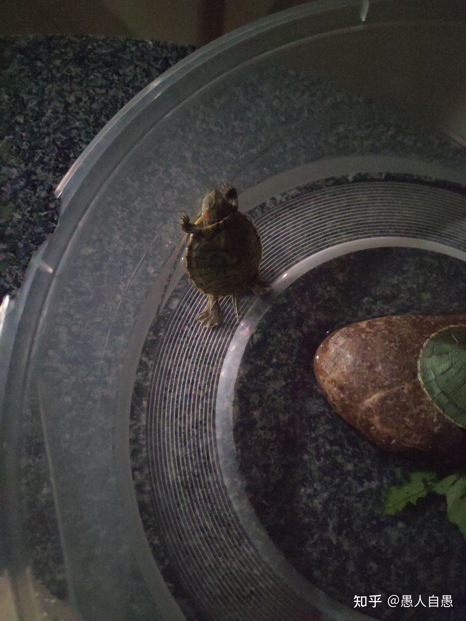 乌龟睡觉是什么样子的