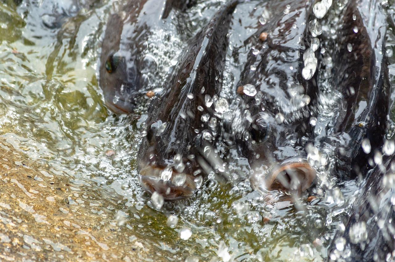 5. 专业鱼苗网店