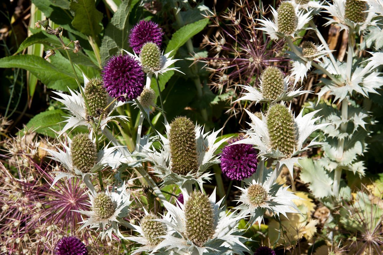 3. 蒲桃种类多样性