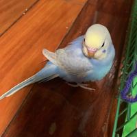 Zhihu profile picture for @parrots