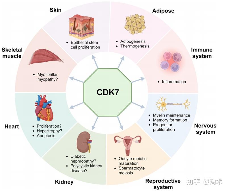 CDK7在癌症中的治疗作用？TargetMol - 知乎