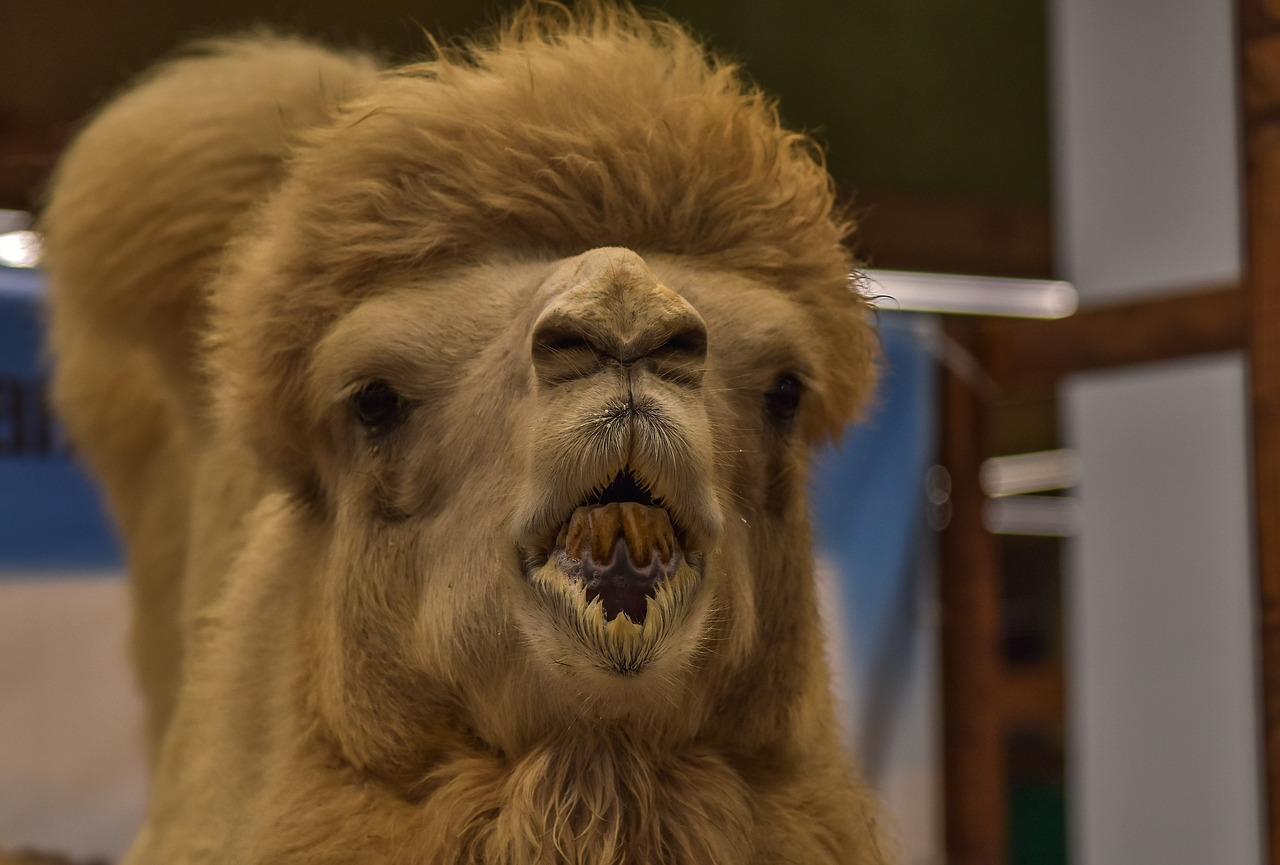 骆驼的坚韧之旅