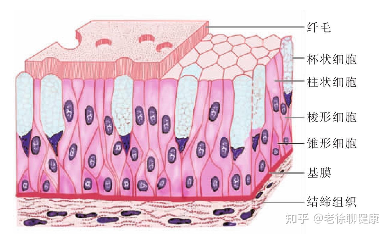 假复层纤毛柱状上皮中的假复层有什么含义吗
