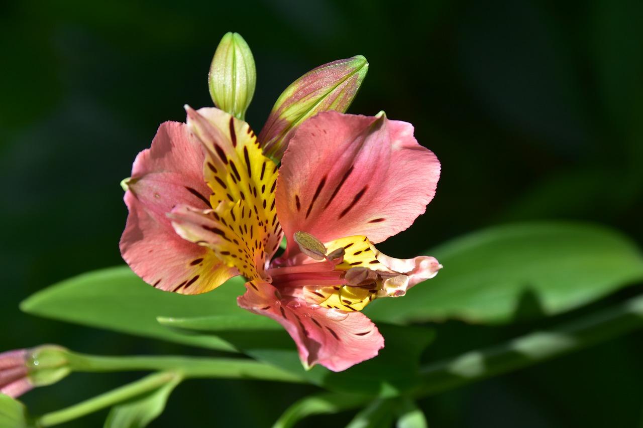 2. 摘心促进开花