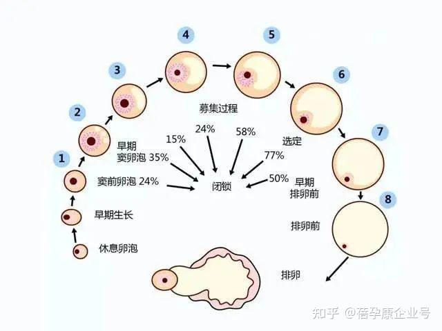 生殖知识科普:卵子的发育过程 - 知乎