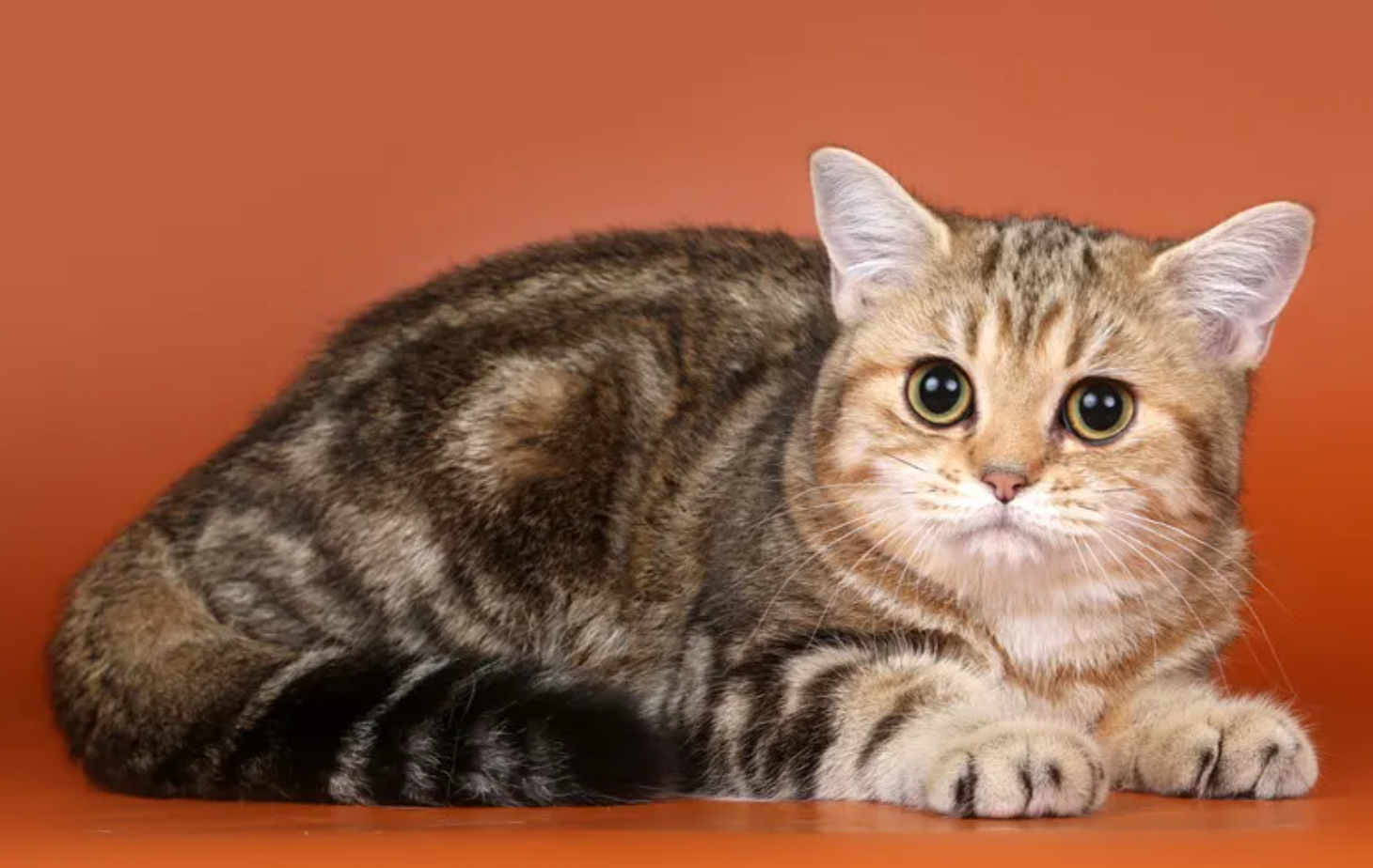 英短黑金渐层大家有了解吗