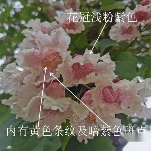 梓树、楸树、黄金树:三种树木的辨识与魅力 - 知乎