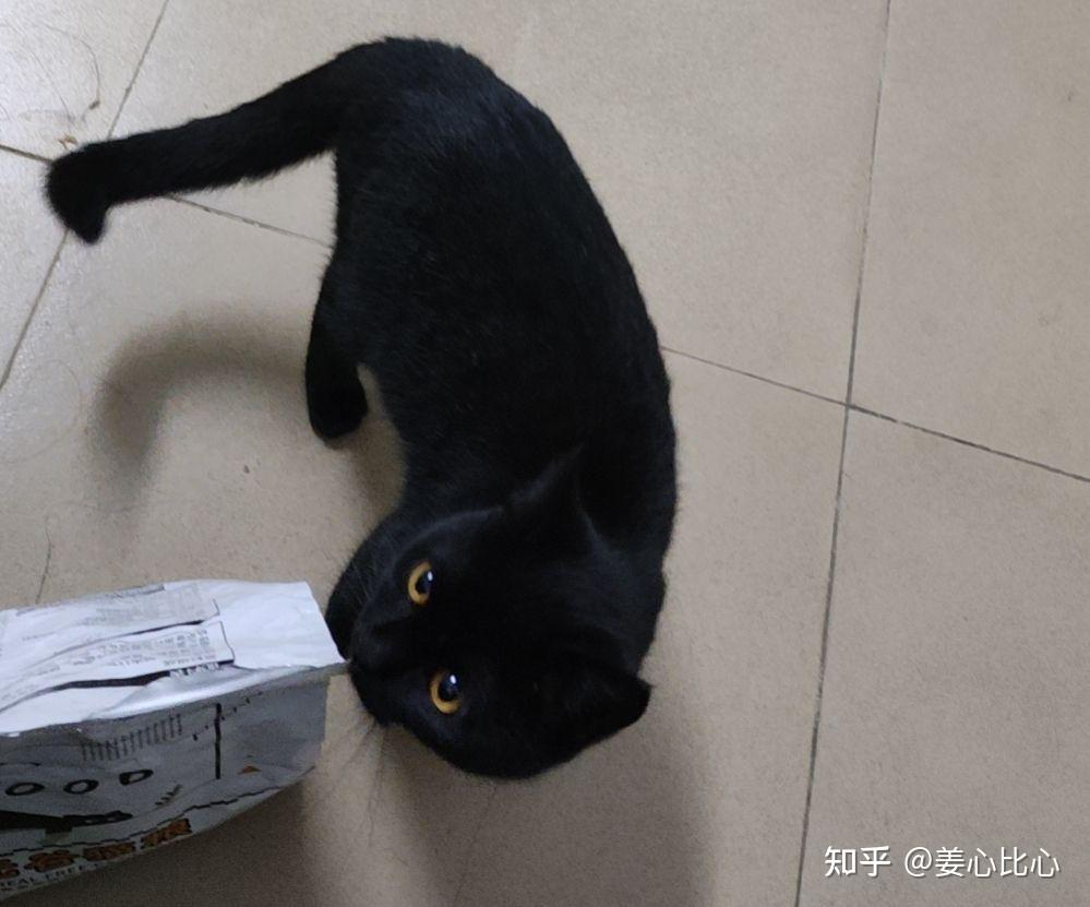 在家里打死一只黑色猫图片