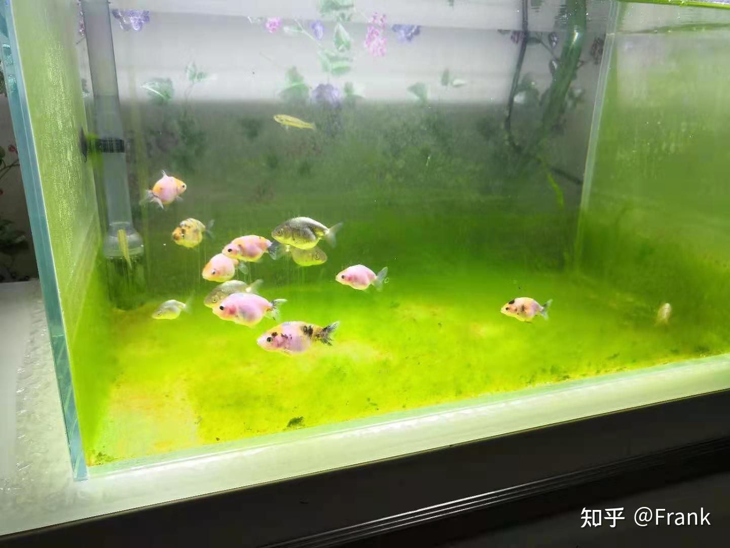 魚缸為什么水發(fā)黃(魚缸為什么水發(fā)黃呢) 朱巴利魚 第2張