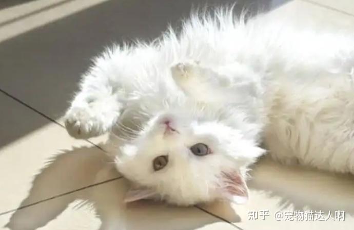 狮子猫的“优缺点”分析,你确定适合养它? - 知乎
