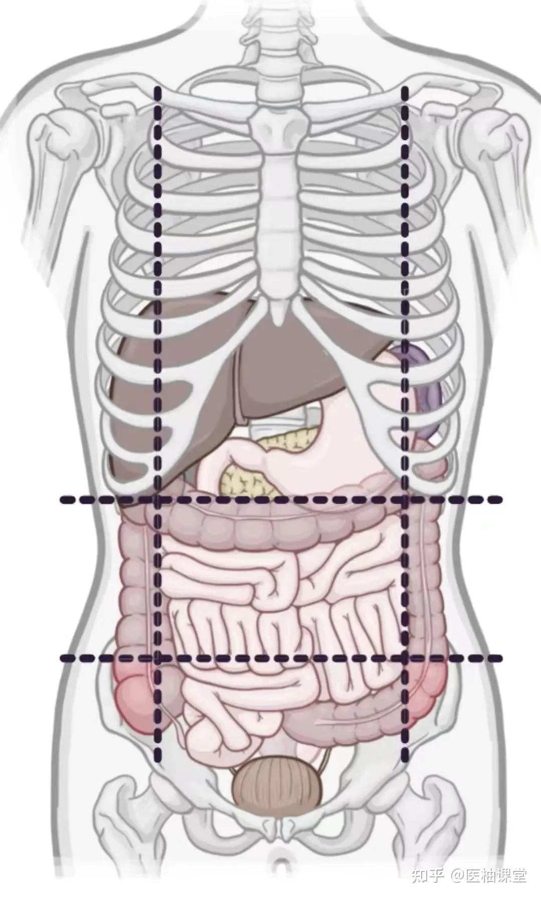 人体解剖学基础：腹部象限、分区和平面 - 知乎