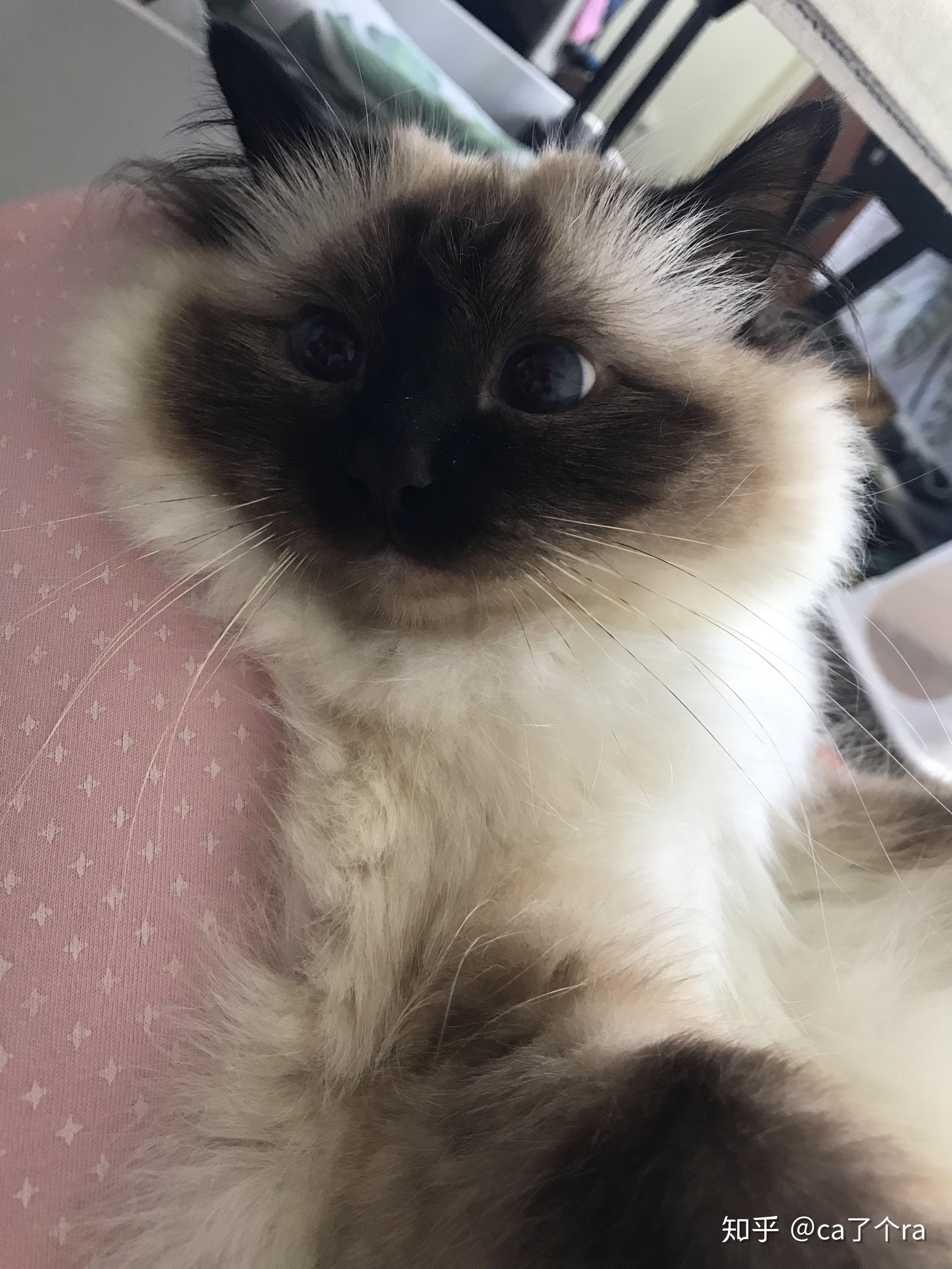 养伯曼猫是怎样一种体验? - 知乎