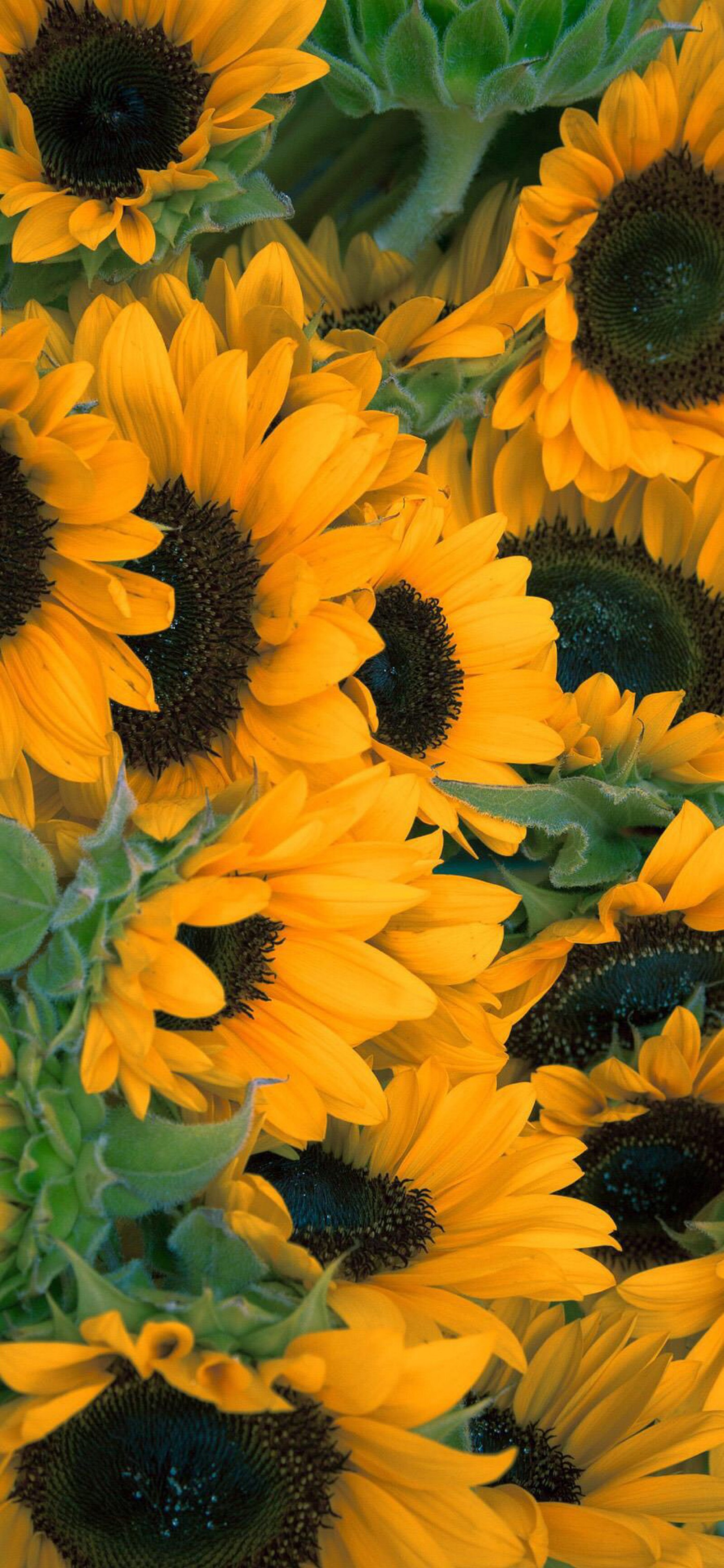 有没有都是向日葵的壁纸呢,让人看了心情超好的? - 知乎