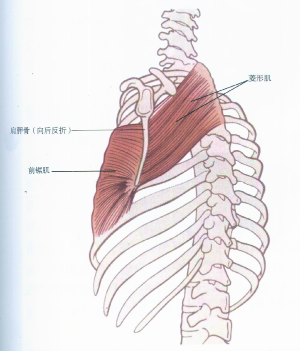 我有一双隐形的翅膀 +=《深入浅出筋膜学》=> 螺旋线理论篇（I） - 知乎