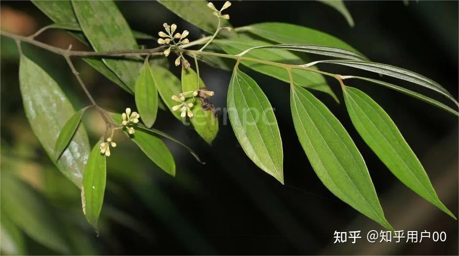 经济树——香桂 - 知乎