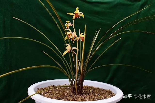 送春与绿兰、套叶兰、秋芝、二八蕙、巴茅兰的区别辨识 - 知乎