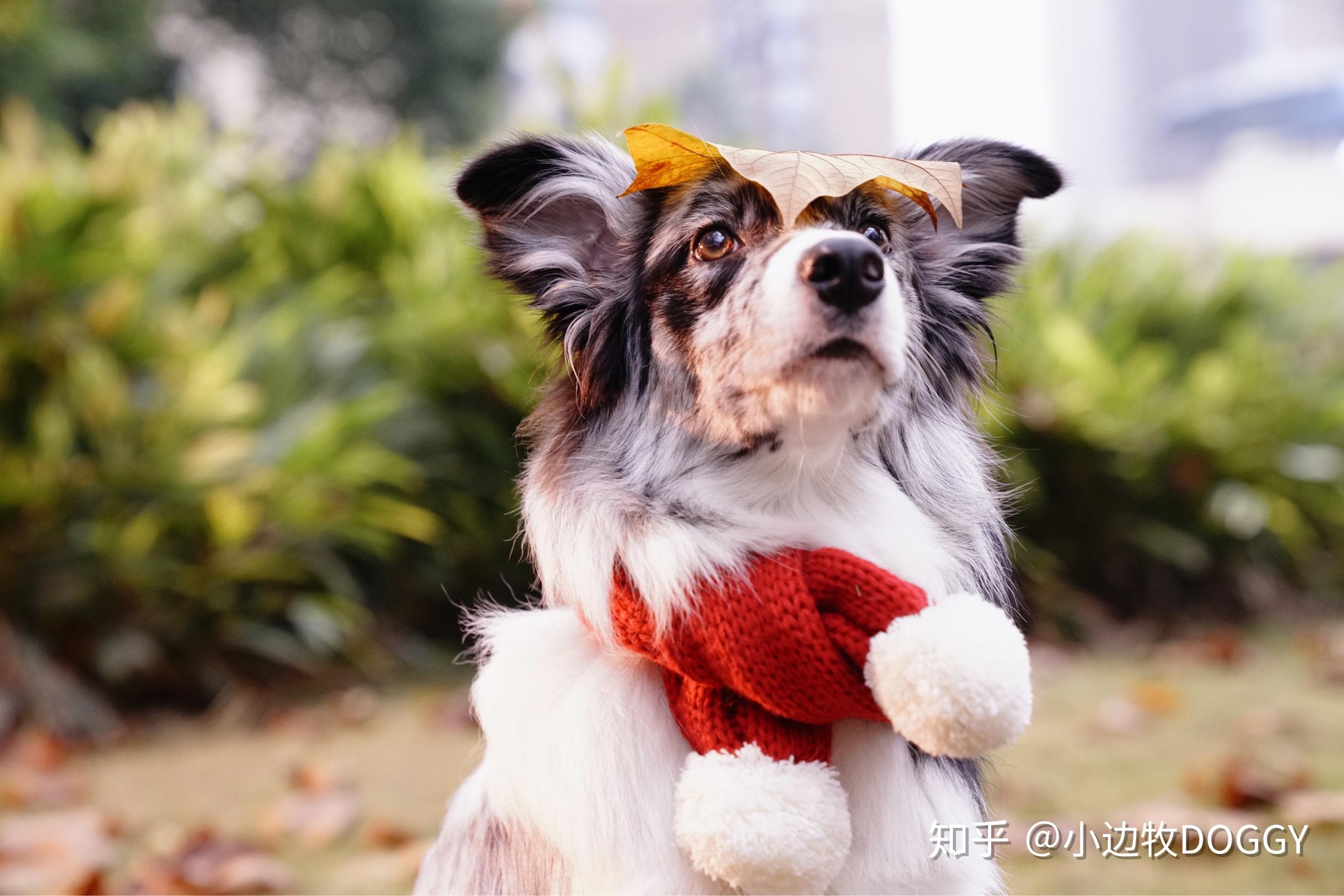 你认为陨石边牧是最帅气的狗吗