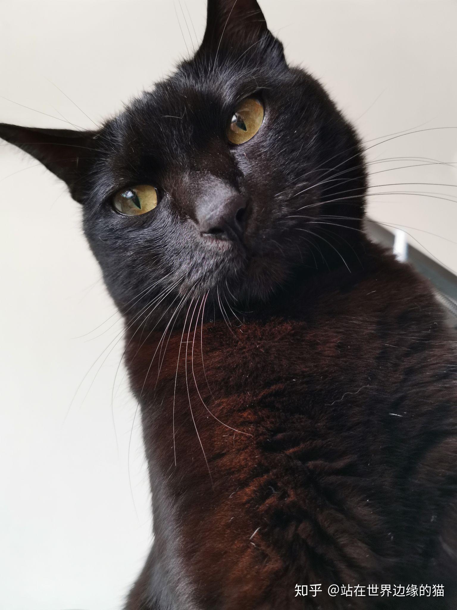 什么是玄猫什么样的人适合养玄猫有什么禁忌吗