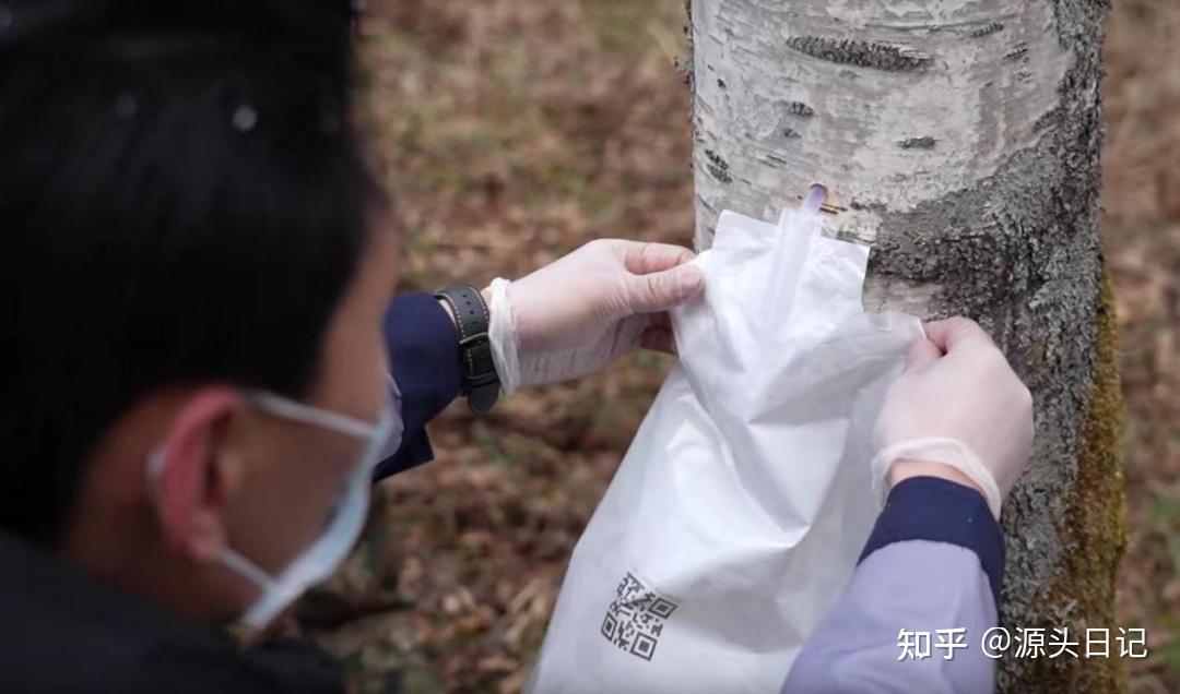 白桦树汁是什么?医学角度解读植物的治愈力量 - 知乎