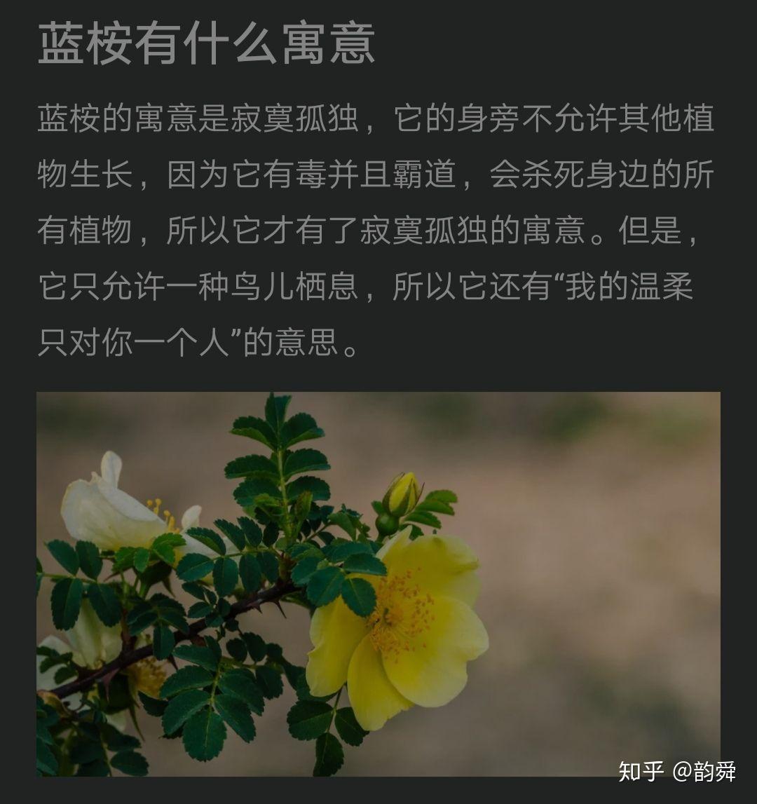 一個女生和我說我是你的藍桉這句話是什麼意思啊