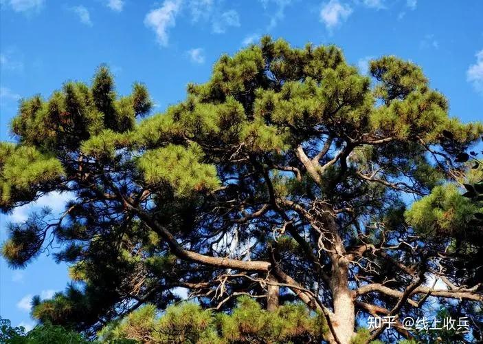 如何才能挣脱束缚?找回那双发现美的眼睛?#《谈美》 - 知乎