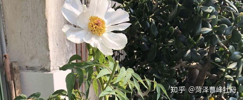 牡丹花苗的种植方法及养护