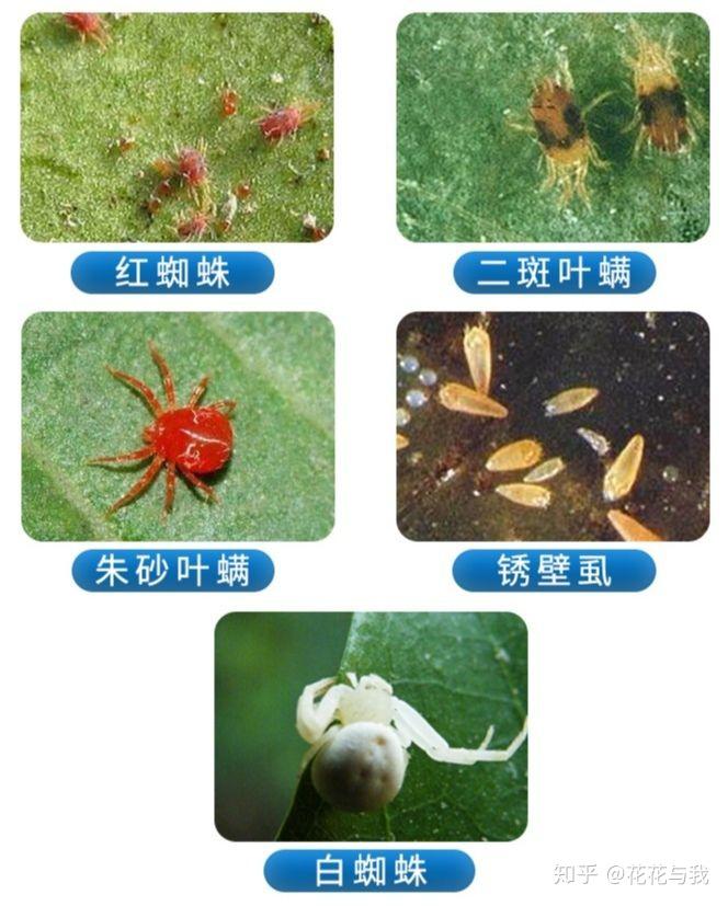 养花必备6种药，对于花卉常见虫害和养护，效果出奇的好！ - 知乎