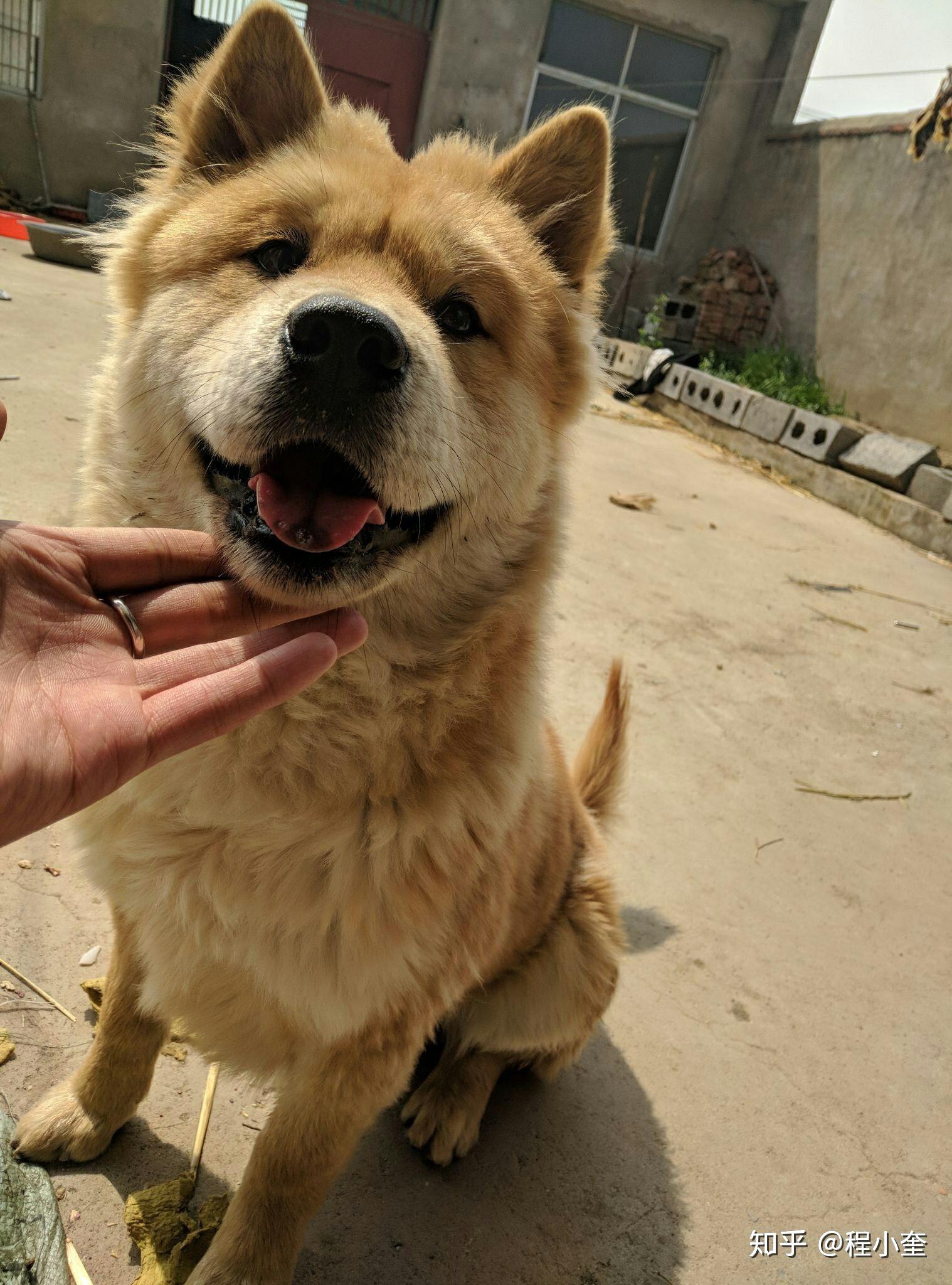 溜土狗的时候怎么避免尴尬?