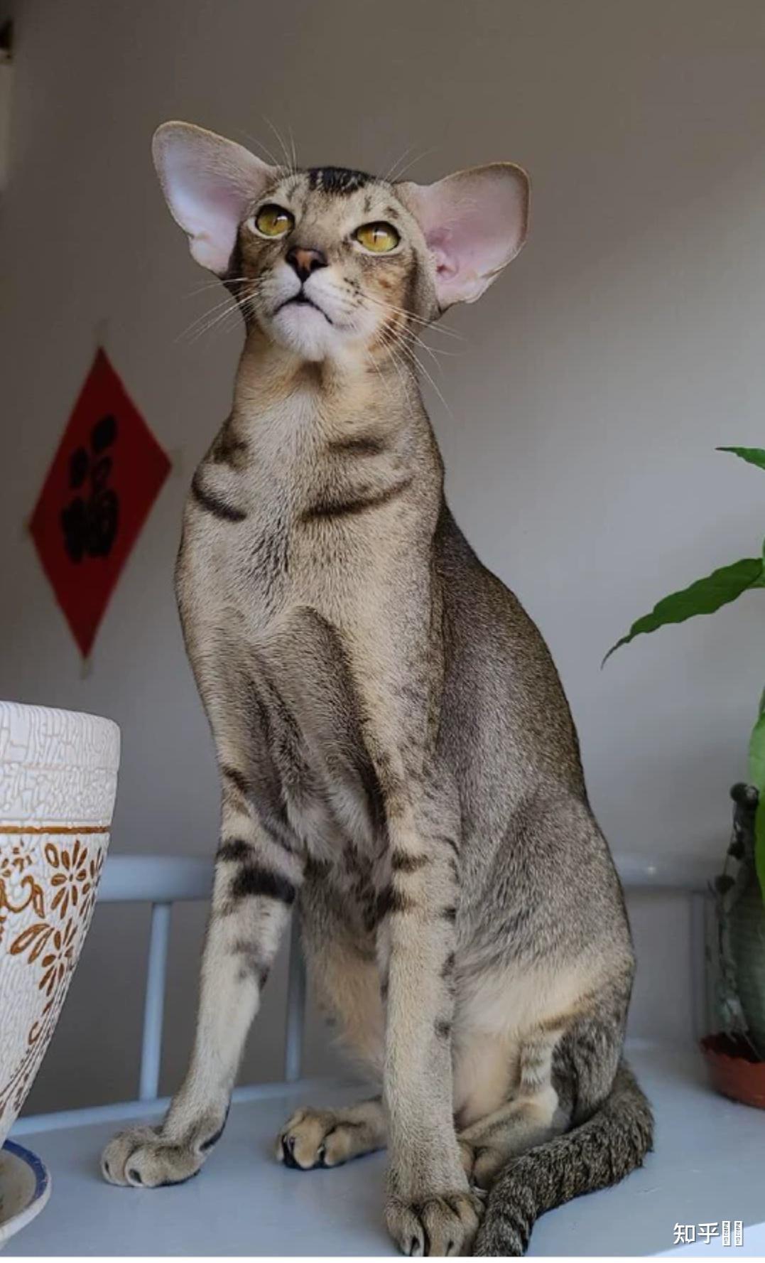 有哪些大耳朵的猫品种?