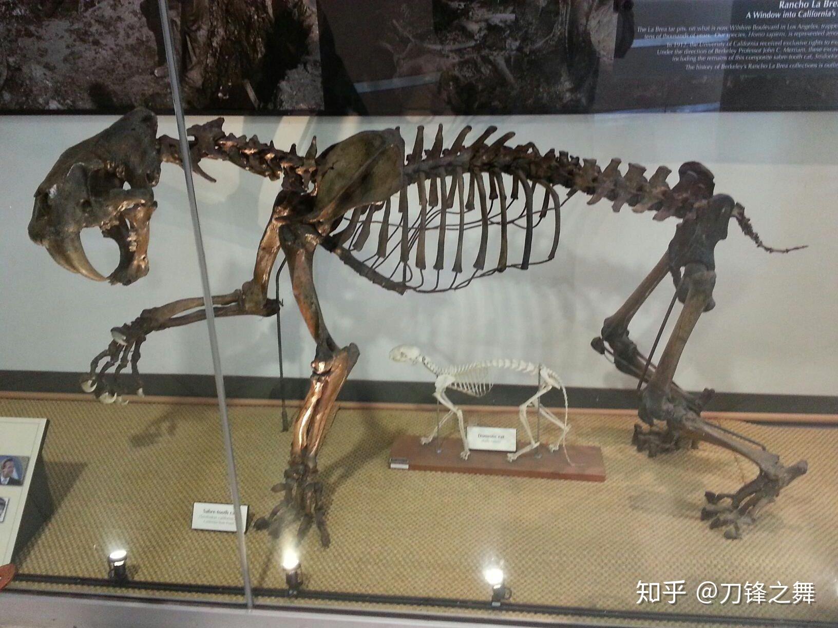 剑齿虎打得过狮子老虎吗?(剑齿虎与狮子体型对比)