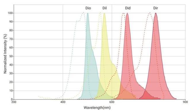 常见亲脂性细胞膜染料DiO, Dil, DiR, Did光谱图和实验操作流程 - 知乎
