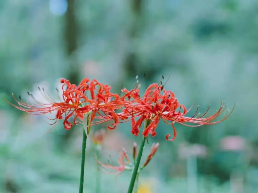 石蒜 对彼岸花的重新审视 知乎 石蒜 对彼岸花的重新审视 知乎