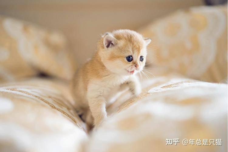 科学喂养幼猫,提高抵抗力是健康的关键!