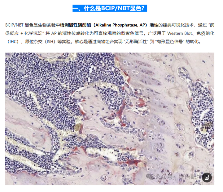 BCIP/NBT碱性磷酸酶显色原理介绍 - 知乎
