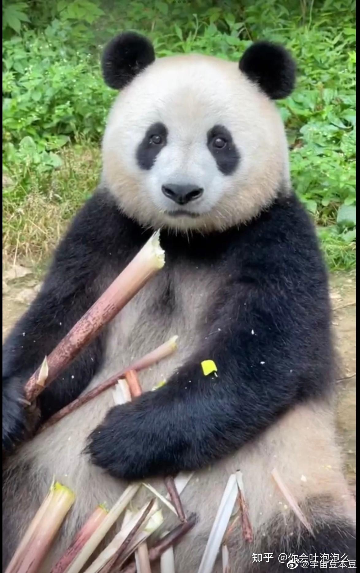 你觉得熊猫颜值最高的是谁